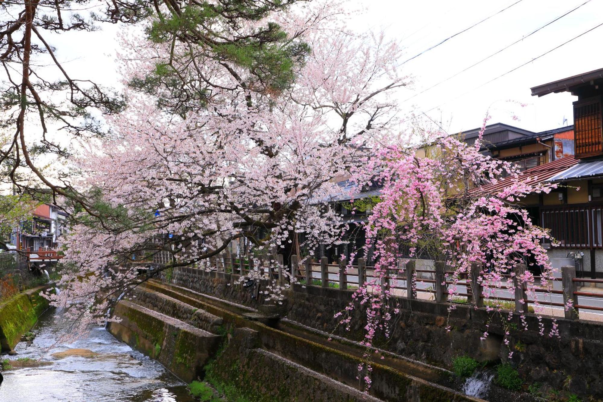 高山ステイ 柊 Apartment Bagian luar foto
